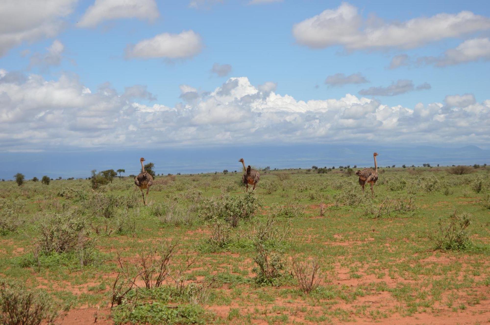 Wild Amboseli Ndovu Cottage. Exterior foto